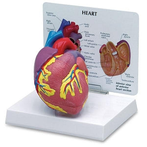 Nasco 2-Piece Heart Model - 2-Piece Heart Model with Diagram Card - SB32595U