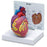 Nasco 2-Piece Heart Model - 2-Piece Heart Model with Diagram Card - SB32595U