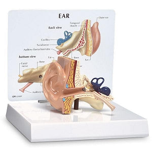 Nasco Ear Model - Ear Model, Full Size - SB32980U