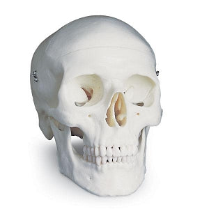 Nasco Classic Skull (3-Part) - Classic Skull Model - SB33945U