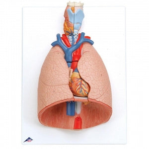 Nasco Deluxe 7-Part Lung Model with Larynx - 7-Part Lung Model with Larynx - SB41144U