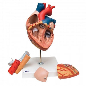 Nasco Heart with Esophagus and Trachea Model - Heart Model with Esophagus and Trachea - SB41433U