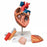 Nasco Heart with Esophagus and Trachea Model - Heart Model with Esophagus and Trachea - SB41433U