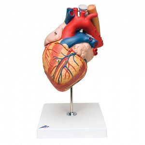 Nasco Heart with Esophagus and Trachea Model - Heart Model with Esophagus and Trachea - SB41433U