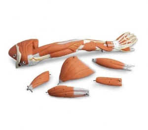 Nasco Dissectible Muscled Arm (6-Part) - Arm with Dissectible Muscles Model - SB41512U