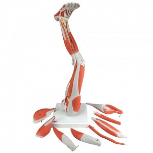 Nasco Dissectible Muscled Leg (9-Part) - Leg with Dissectible Muscles Model - SB41513U