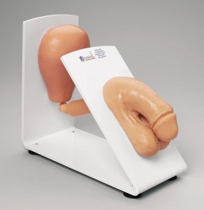 Nasco Male Catheterization Training Model - Male Catheterization Simulator - SB48080U