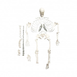 Nasco Disarticulated Human Skeleton - Complete Disarticulated Human Skeleton - SB49201