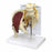 Nasco Nasco Muscled Hip with Sciatic Nerve Model - Nasco Muscled Hip with Sciatic Nerve Model - SB49530