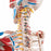 Nasco Full-Size Human Skeleton - Human Skeleton Model with Muscles and Ligaments - SB49572U