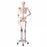 Nasco Full-Size Human Skeleton - Human Skeleton Model with Muscles and Ligaments - SB49572U