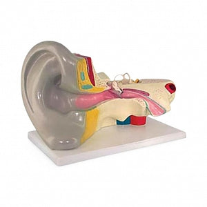 Pocket Nurse Ear Models - MODEL, EAR - 10-81-3222