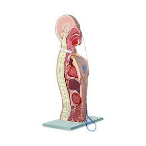 Pocket Nurse NG and Tracheostomy Teaching Torsos - TORSO, TEACHING, ACCESSORY, PACK, NG, TRACH - 11-81-2504