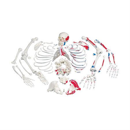 Painted Full Disarticulated Skeleton Painted Full Skeleton - Disarticulated