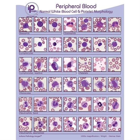 Peripheral Blood Cards Normal White Blood Cell & Platelet Morphology Binder