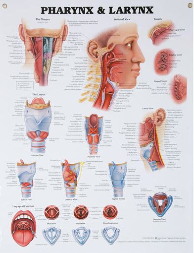 North Coast Medical Anatomical Wall Charts, Vinyl-Laminated