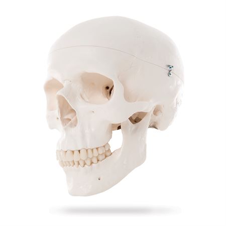 Skull Skeleton Models Cervical Spine on Skull Model