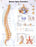 North Coast Medical Anatomical Wall Charts, Vinyl-Laminated