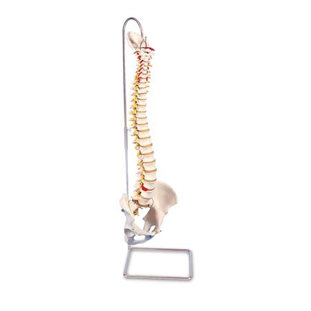 Spine Skeleton Models Highly Flexible Spine Model