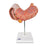 Stomach Model 3-Part Stomach Model - 3-Part