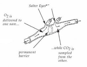 Tri-Anim Health CO2 Sampling Divided Cannula - Adult Nasal ETOC2 Sample Cannula, Divided, 7' Tube - 77-4707-10