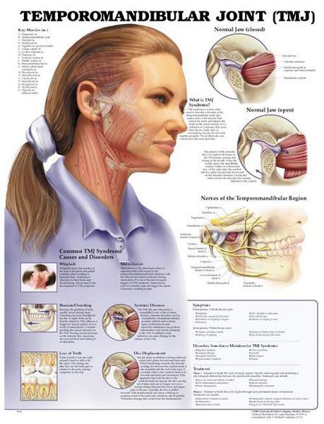 North Coast Medical Anatomical Wall Charts, Vinyl-Laminated