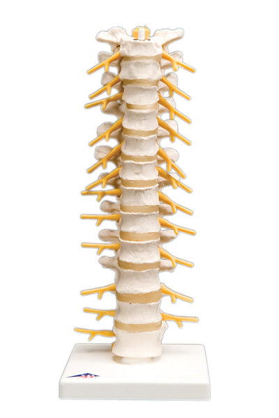 Thoracic Spinal Column