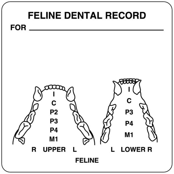 Medical Use Labels - Feline Examination Record Label, 2-1/2" x 2-1/2"