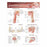 Wolters Kluwer Joints of the Upper Extremities Anatomical Chart - Joints of the Upper Extremities Anatomical Chart, Laminated - 9780781786560