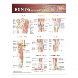 Wolters Kluwer Joints of the Lower Extremities Anatomical Chart - Joints of the Lower Extremities Anatomical Chart, Paper - 9780781786607