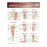 Wolters Kluwer Joints of the Lower Extremities Anatomical Chart - Joints of the Lower Extremities Anatomical Chart, Paper - 9780781786607