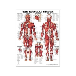 Wolters Kluwer Systems of the Body Anatomical Charts - The Muscular System Anatomical Chart, Laminated - 9781587790355