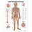 Wolters Kluwer Systems of the Body Anatomical Charts - The Nervous System Anatomical Chart, Laminated - 9781587790447