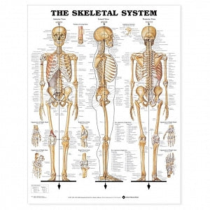 Wolters Kluwer Systems of the Body Anatomical Charts - The Skeletal System Anatomical Chart, Laminated - 9781587790621