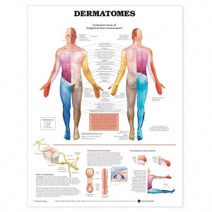 Wolters Kluwer Dermatomes Anatomical Chart - Dermatomes Anatomical Chart, Laminated - 9781587791116