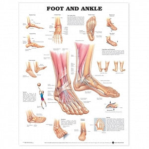 Wolters Kluwer Foot and Ankle Anatomical Charts - Foot and Ankle Anatomical Chart, Laminated - 9781587791376