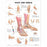 Wolters Kluwer Foot and Ankle Anatomical Charts - Foot and Ankle Anatomical Chart, Laminated - 9781587791376