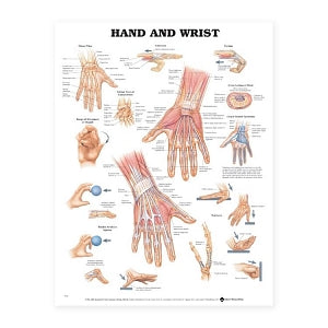 Wolters Kluwer Hand and Wrist Anatomical Chart - Hand and Wrist Anatomical Chart, Laminated - 9781587791420