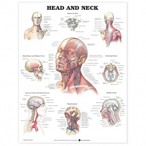 Wolters Kluwer Head and Neck Anatomical Chart - Head and Neck Anatomical Chart, Laminated - 9781587791475