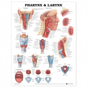 Wolters Kluwer Pharynx and Larynx Anatomical Chart - Pharynx and Larynx Anatomical Chart, Laminated - 9781587791802