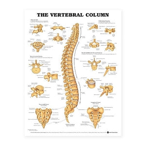 Wolters Kluwer Vertebral Column Anatomical Chart - The Vertebral Column Anatomical Chart, Laminated - 9781587792106