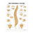 Wolters Kluwer Vertebral Column Anatomical Chart - The Vertebral Column Anatomical Chart, Laminated - 9781587792106