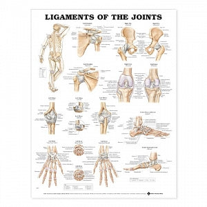 Wolters Kluwer Ligaments of the Joints Anatomical Chart - Ligaments of the Joints Anatomical Chart, Paper - 9781587794667