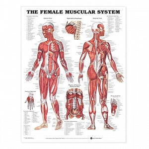 Wolters Kluwer Systems of the Body Anatomical Charts - The Female Muscular System Anatomical Chart, Paper - 9781587795633