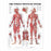 Wolters Kluwer Systems of the Body Anatomical Charts - The Female Muscular System Anatomical Chart, Paper - 9781587795633