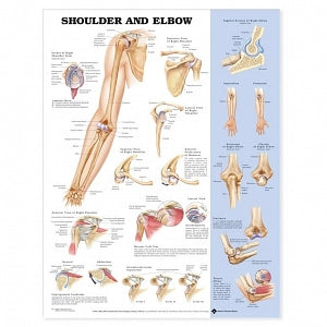 Wolters Kluwer Shoulder and Elbow Anatomical Chart - Shoulder and Elbow Anatomical Chart, Paper - 9781587797545