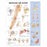 Wolters Kluwer Shoulder and Elbow Anatomical Chart - Shoulder and Elbow Anatomical Chart, Paper - 9781587797545