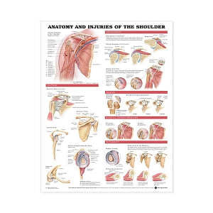 Wolters Kluwer Anatomy and Injuries of the Shoulder Chart - Anatomy and Injuries of the Shoulder Chart, Paper - 9781587798078