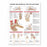 Wolters Kluwer Anatomy and Injuries of the Foot and Ankle Chart - Anatomy and Injuries of the Foot and Ankle Chart, Paper - 9781587798375