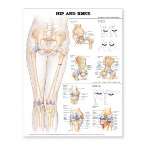 Wolters Kluwer Hip and Knee Anatomical Chart - Hip and Knee Anatomical Chart, Paper - 9781587798658